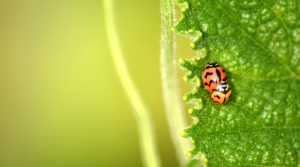 fotografi makro
